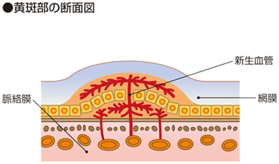 黄斑部の断面図